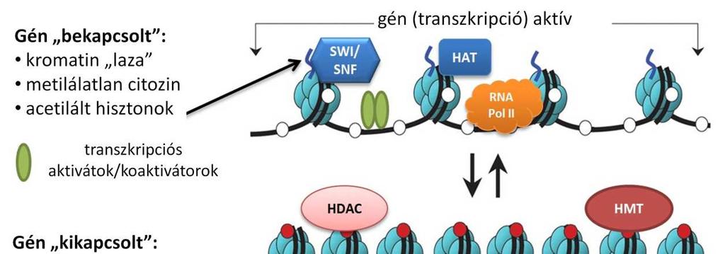 RNS szintézis/transzkripció Aktív kromatin NFR Kromatin remodel ling Inaktív kromatin Kromatin remodeling során hiszton és DNS módosítások történnek, amelynek hatására a kromatin szerkezete