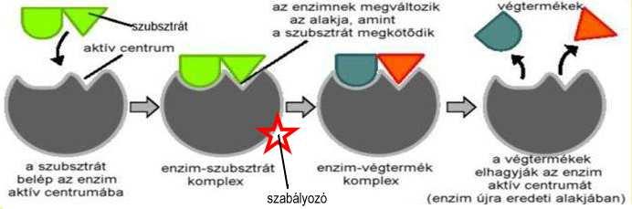 Enzimek A legtöbb enzim fehérje (de van RNS is). Biológiai katalizátorok.