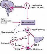 Biológiai óra Nucleus suprachiasmaticus: kapcsolatban áll többek között a hypothalamusszal, vegetatív idegrendszerei központokkal, a corpus pinelavel