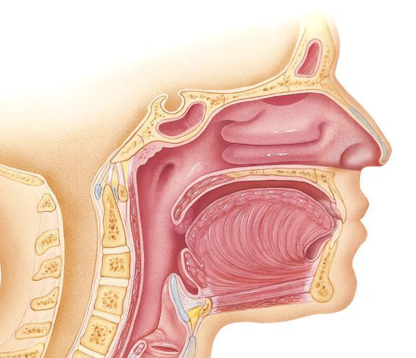 A légzőrendszer anatómiája felső légutak: orr- és szájüreg, garat - külső orr: csontos és porcos elemek - orrüreg: 2 üreg (orrsövény); orrjáratok és orrmandula