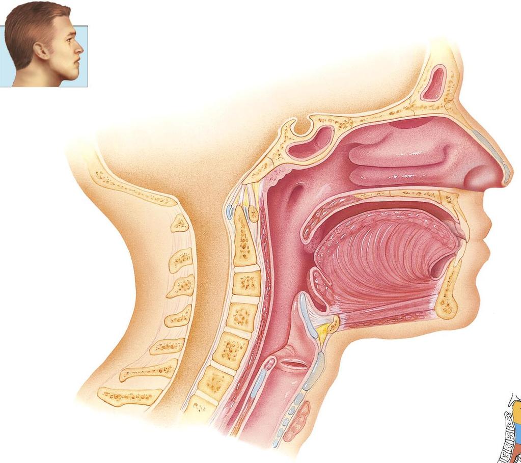 A légző- és emésztő rendszer felső szakasza orrüreg orrmandula szaglóhám orrjáratok csontos szájpadlás garat