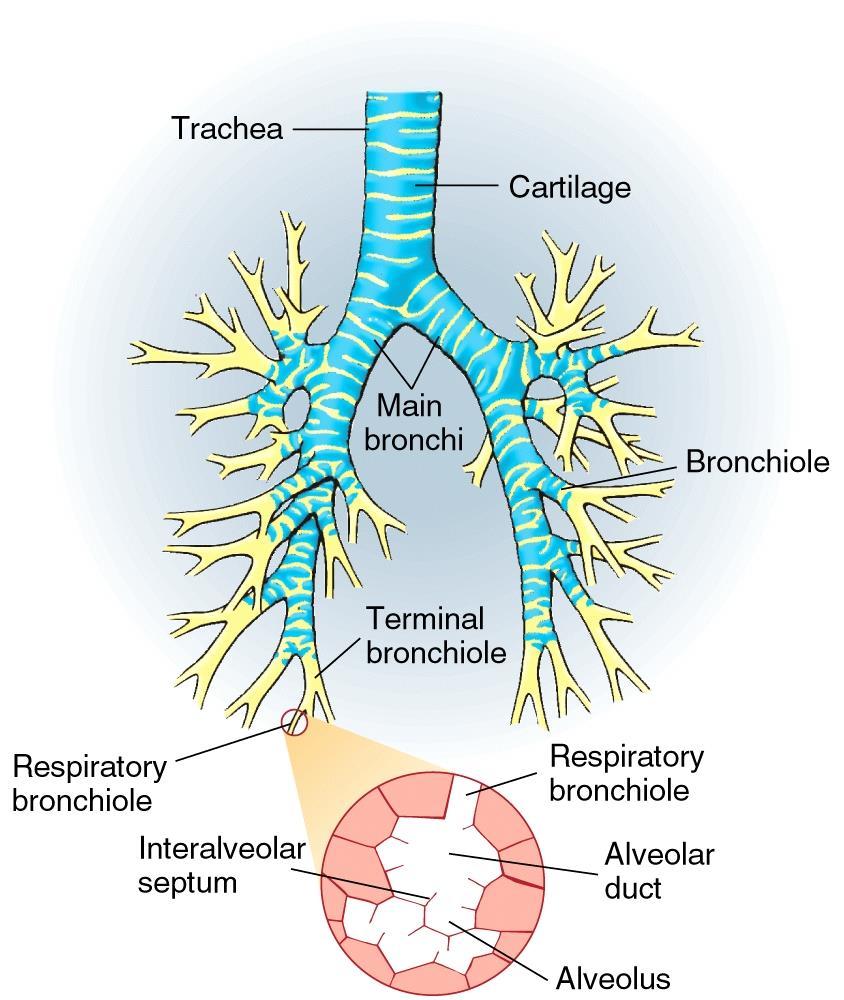 A légzőrendszer anatómiája alsó légutak: gége, légvezető rendszer, tüdő - vezető zóna: trachea főhörgő (1. szint) - hörgők (2-3.) hörgőcskék, terminális bronchiolus (4-16.