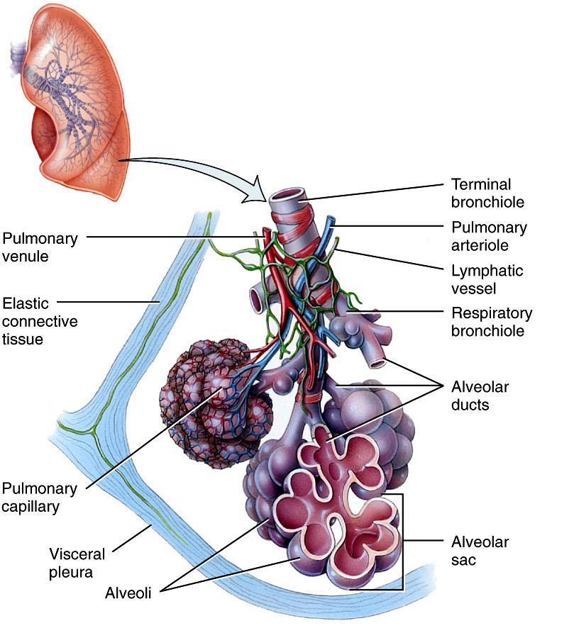 A tüdőlebenyek felépítése - a tüdő fala izmot nem, csak rugalmas kötőszövetet tartalmaz!