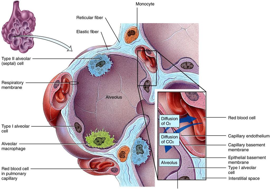 kapilláris A tüdőhólyagocskák (alveolusok) felépítése kötőszövet rugalmas rost monocita I. típusú alveoláris sejt hámsejtek az alveólusok falában; gázcsere II. típusú alveoláris sejt légzőhám II.