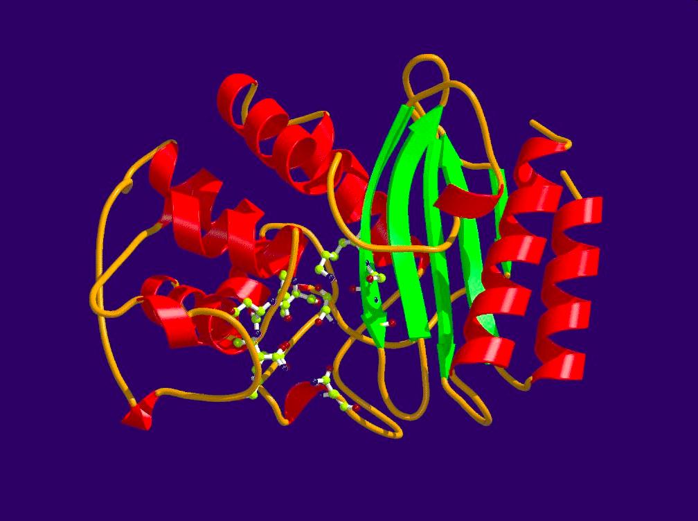 Egyes fehérjék adapyv tájképe már Példa: ismert Béta- laktamáz enzim: