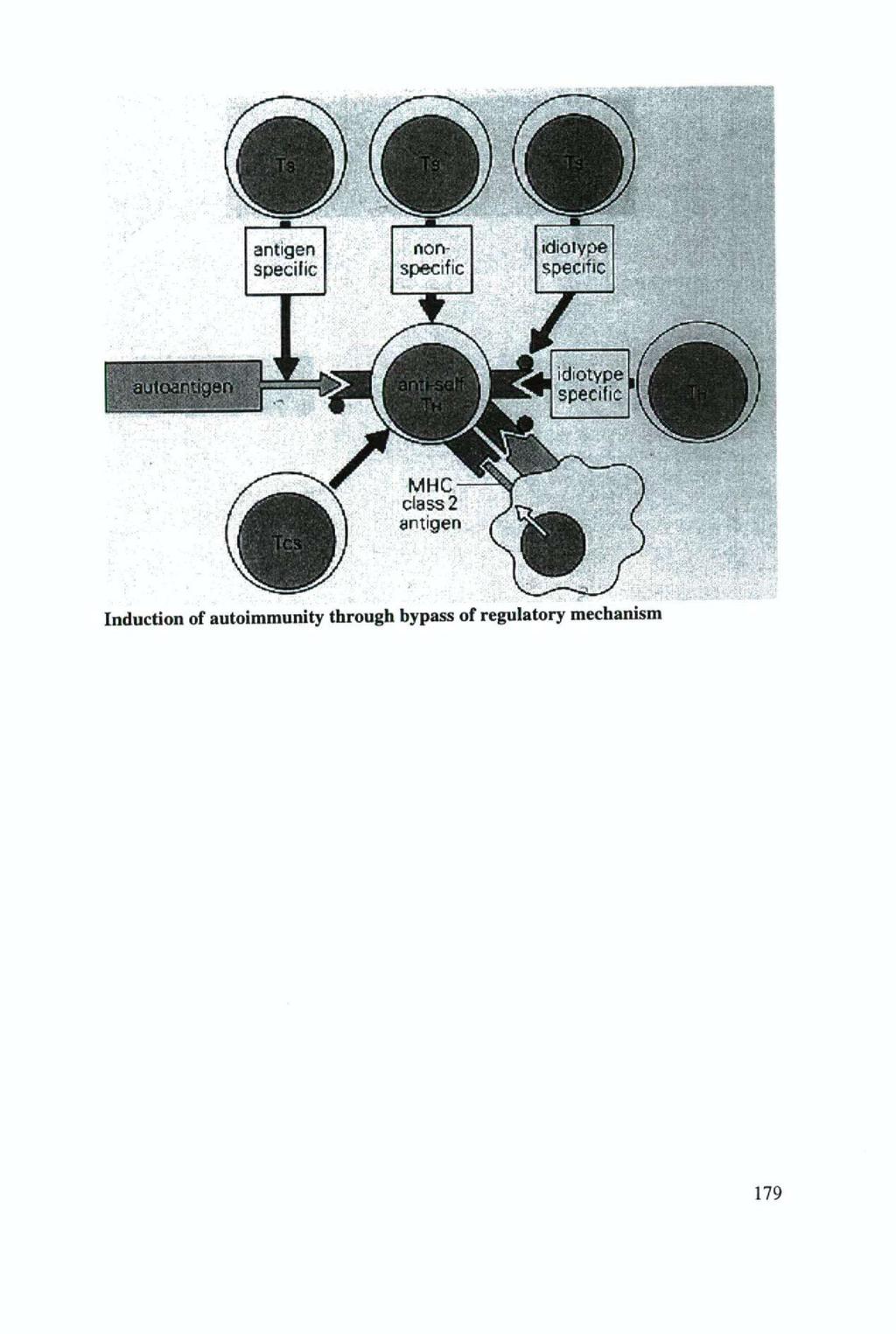 Induction of autoimmunity through