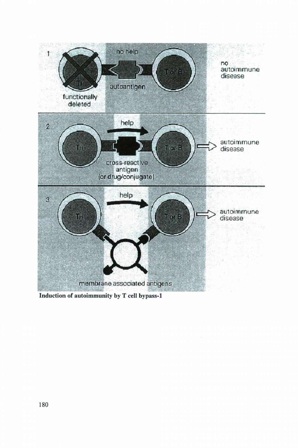 functionally deleted autoantigen no autoimmune disease autoimmune disease ^^^^^^