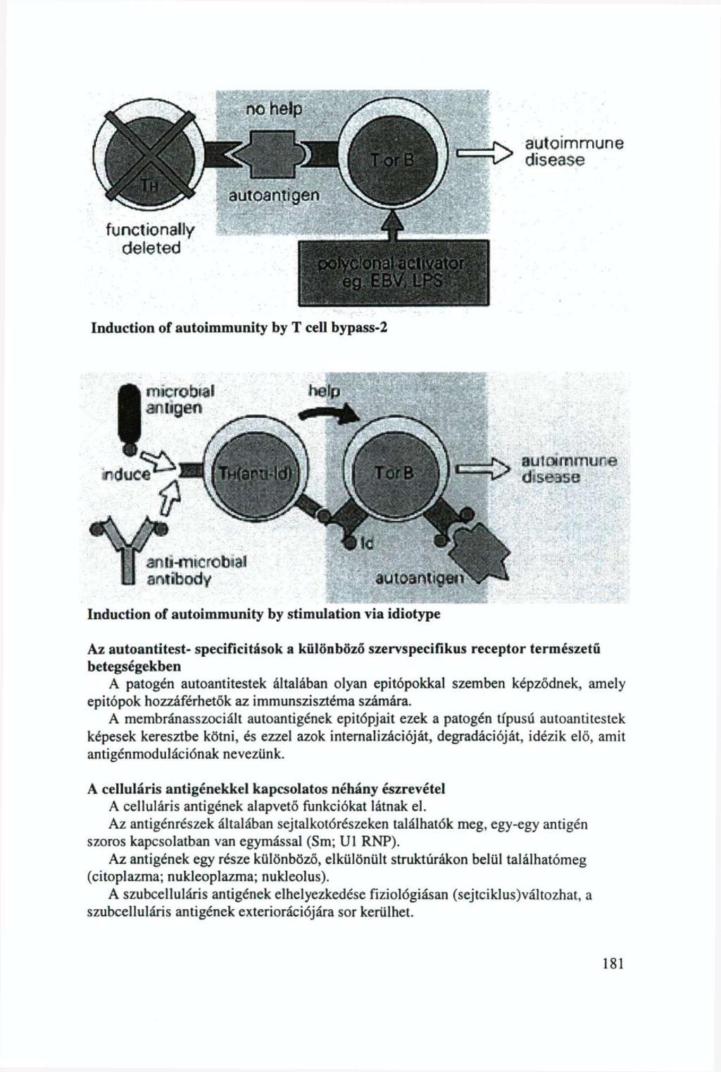 autoimmune disease functionally deleted Induction of autoimmunity by T cell bypass-2 microbial antigen «nduce aninthcrobjai antibody t = = = rs.