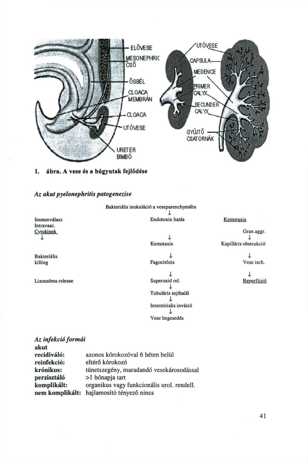 ELŐVESE MESONEPHRIC CSŐ OSBEL CLOACA MEMBRÁN CL CACA LTTÓVESE URETER BIMBÓ 1. ábra. A vese és a húgyutak fejlődése Az akut pyelonephritis Immunválasz Imravasc.