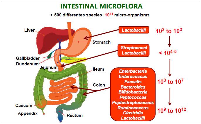 6, riboflavin, thiamin) q Metabolikus regulátoros funkció q Immunmodulátorus funkció q Intestinális