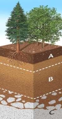 A szárazföldi növények vízforrása a talaj, mert: Talajok víztartalma nagyobb