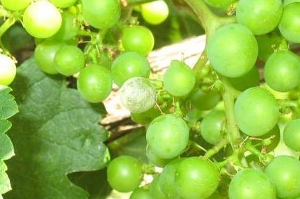 Szőlő növényvédelmi előrejelzés (2014.07.17.) a Móri Borvidék szőlőtermesztői számára Kiadva: 2014.07.17. 12:00-kor.