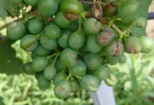 spevňuje povrchové pletivá obmedzuje prerastanie patogénnych húb do rastliny zvýšením ph na povrchu rastlín vytvára nevhodné podmienky na rast mycélia použitie po poškodení ľadovcom nulová ochranná