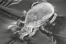 Typhlodromus pyri Dravý roztoč proti roztočcom, vlnovníkom, hálkovcom a strapkám Roztoč T. pyri je ideálnym prostriedkom ochrany viníc. Ako dospelce, tak jeho nymfy sa živia mnohými škodcami.