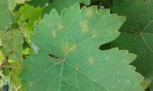 Flowbrix Oxychlorid Cu Fungicídny prípravok proti plesni viniča (peronospora) Kontaktný fungicíd inhibuje klíčenie spór patogéna a priamo zabíja plesne a baktérie na povrchu ošetrených častí rastlín.
