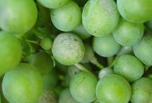 Síra BL 80 % koloidná síra Mikrogranulovaný fungicíd proti múčnatke viniča Síra je jedným z najdlhšie používaných fungicídov.