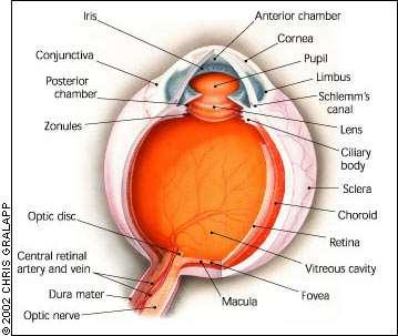 Szem - immunprivilégium Anterior chamber associated immun deviation ACAID (immunszuppresszív faktorok a csarnokvízben) Vér-retina gát (endothel sejtek tight junction) Szerepe: Bizonyos esetekben