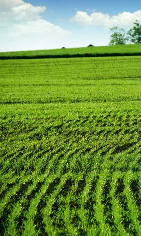 Jó agronómiai tulajdonságokkal bíró, szemminőségű kukoricahibrid.