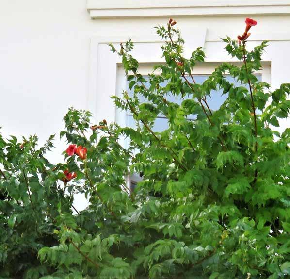 58 Ajánlások - építészeti útmutató Alacsony növésű szegélyvirágok: pocsinrózsa (Portulaca grandiflora), petúnia (Petunia hybrida) árvácska (Viola wittrockiana), körömvirág (Calendula oficinalis)