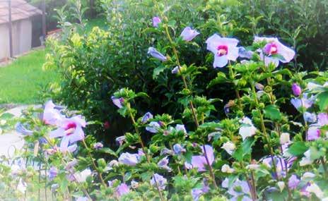 purpurea) kőfalakat, támfalakat élénkítő növényzet (a kúszónövényekkel együtt alkalmazva): sziklai ternye (Alyssum saxatile), fehér varjúháj (Sedum album), rózsás kövirózsa (Sempervivum