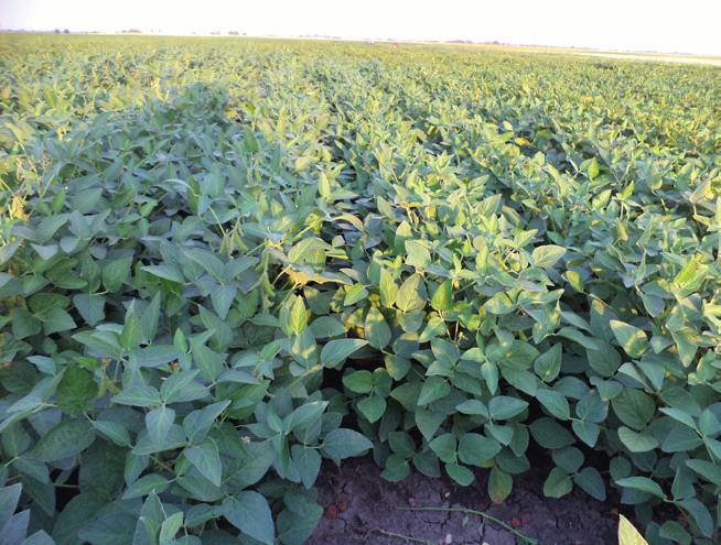 Fehér libatop (Chenopodium album) Szőrös disznóparéj (Amaranthus retroflexus) Főbb gyomfajok Kártevők** 08. 04.