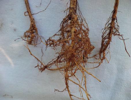 * RD %**: -76,5 Gyökérminta Kezelés. NPPL HiStick Bradyrhizobium japonicum natur vivőanyag nedves: ml víz/1 kg vetőmag 8,5 RD %: -47,7 Kezelés 3.