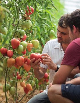 Részvételi on-farm kutatási hálózat Az ÖMKi 01 óta működteti egyedülálló üzemi kísérleti rendszerét, az úgynevezett on-farm kutatási hálózatot.