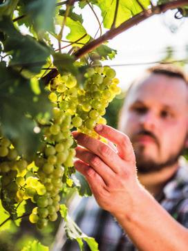 szakmai hozzáértés alapozza meg. Az ÖMKi on-farm hálózat 017-ben elnyerte a 78. Országos Mezőgazdasági és Élelmiszeripari Vásár (OMÉK) Agrárfejlesztési Díját.