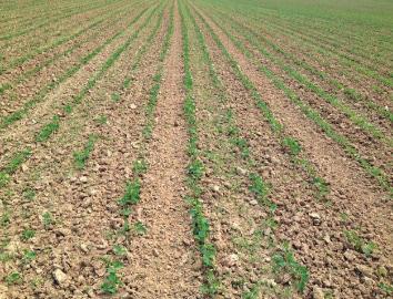 tárcsa, 05.13. forgó borona 015.05.13. Kverneland Accord Optima vetőgép 5 cm Betakarítás 015.09.8. 6. táblázat: Agronómiai adatok magkezelés (HiStick, Iregi oltópor, EcoRhiz TwinPack) 015.05.9. késes kapa, 06.