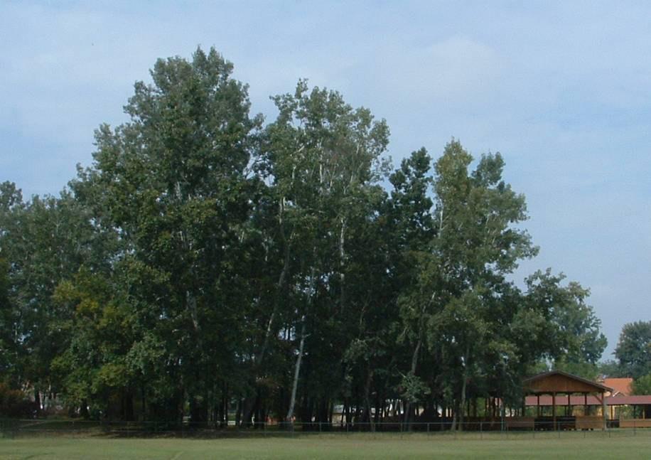 A sportpályához, közösségi