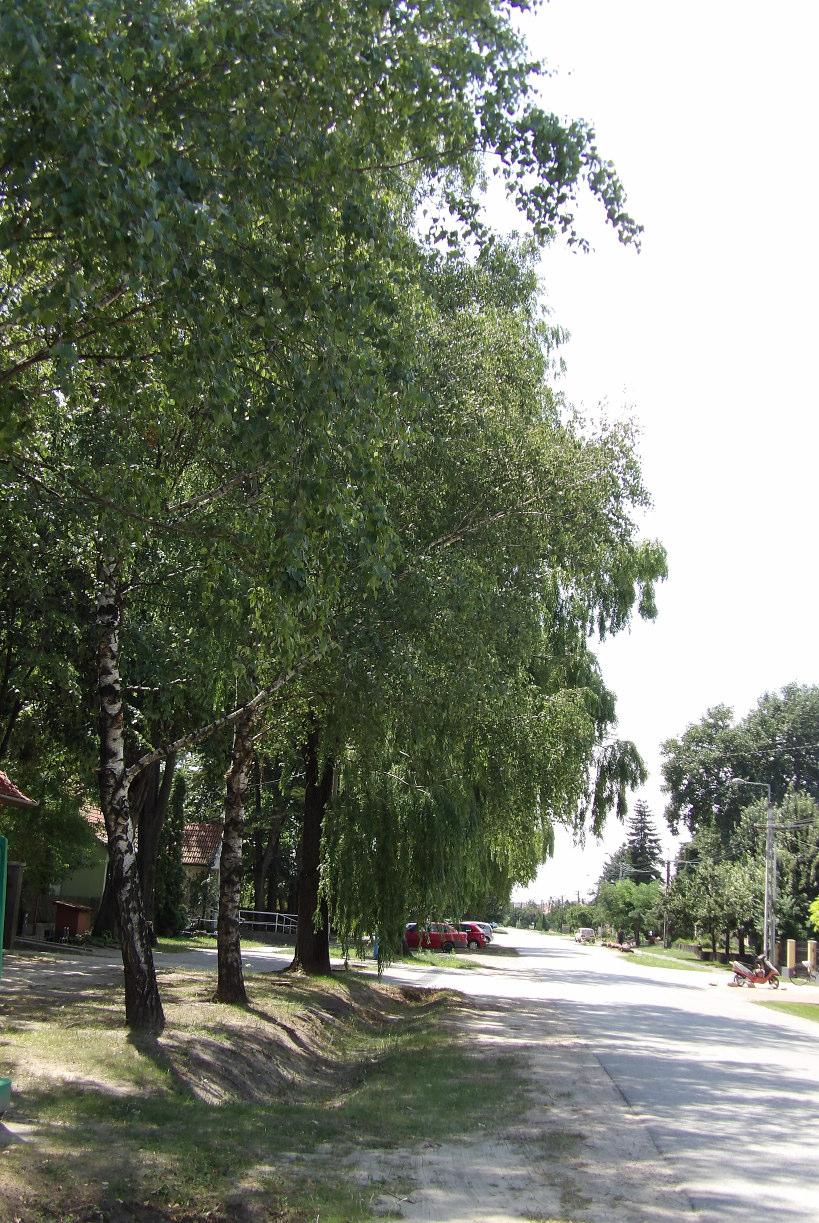 fákkal.