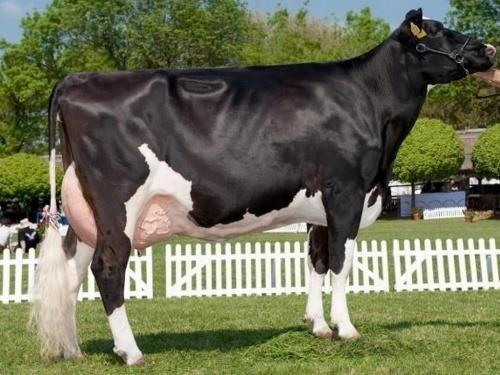 3. IRODALMI ÁTTEKINTÉS 3.1 Holstein-fríz fajta bemutatása Az állattartás iparszerűvé válása már régóta tartó folyamat.