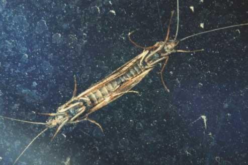 csibor. 2.