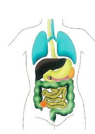 Ileostomák székletelvezető nyílást a vékonybélen találjuk. Egynyilású Ha az egész vastagbél beteg. Pl: colitis, M.
