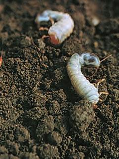 A lárvák életmódjára jellemzô, hogy a talaj hômérsékletének függvényében vándorolnak a talajszintekben.