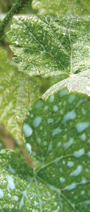 permetezés technika a SZôLô védelme A szóráskép ellenôrzése a lombon Ez a vizsgálati módszer az egész permetezés technika próbája.