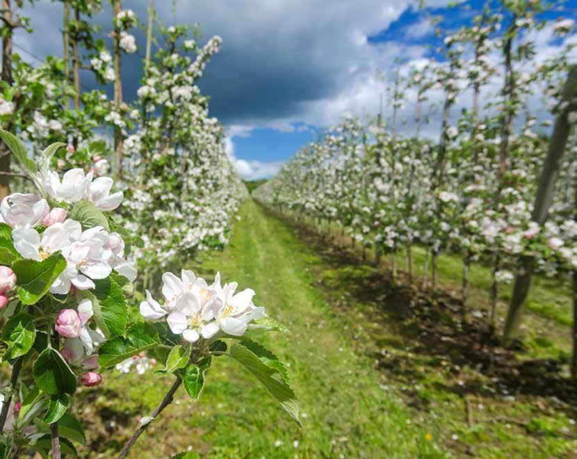 Virágzástól sziromhullásig A virágzás után támadó kártevôk egyedülálló ellenszere az Insegar 25 WG (250 g/kg fenoxikarb) Az almamoly (Cydia pomonella)az egyik