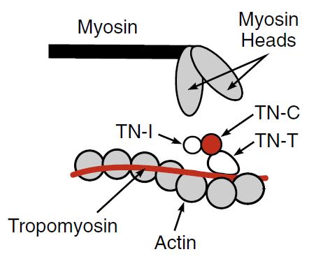 Vékony (aktin) és vastag (miozin) filamentekből áll, és egyéb járulékos proteinkeből Troponin