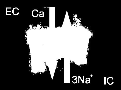 Forward mód (Ca-eltávolítás) Az NCX kétféle működési módja Reverz mód (Ca-belépés) 1 nettó pozitív töltés be (inward