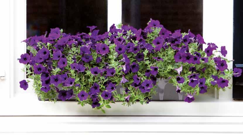 Tápanyag tabletták Landscaper Pr Tablets 7KG 15-9-9 + + 3MgO Kiszerelés: 7 kg zsák Hatástartam: akár 2 év A Landscaper Pr Tablet egy