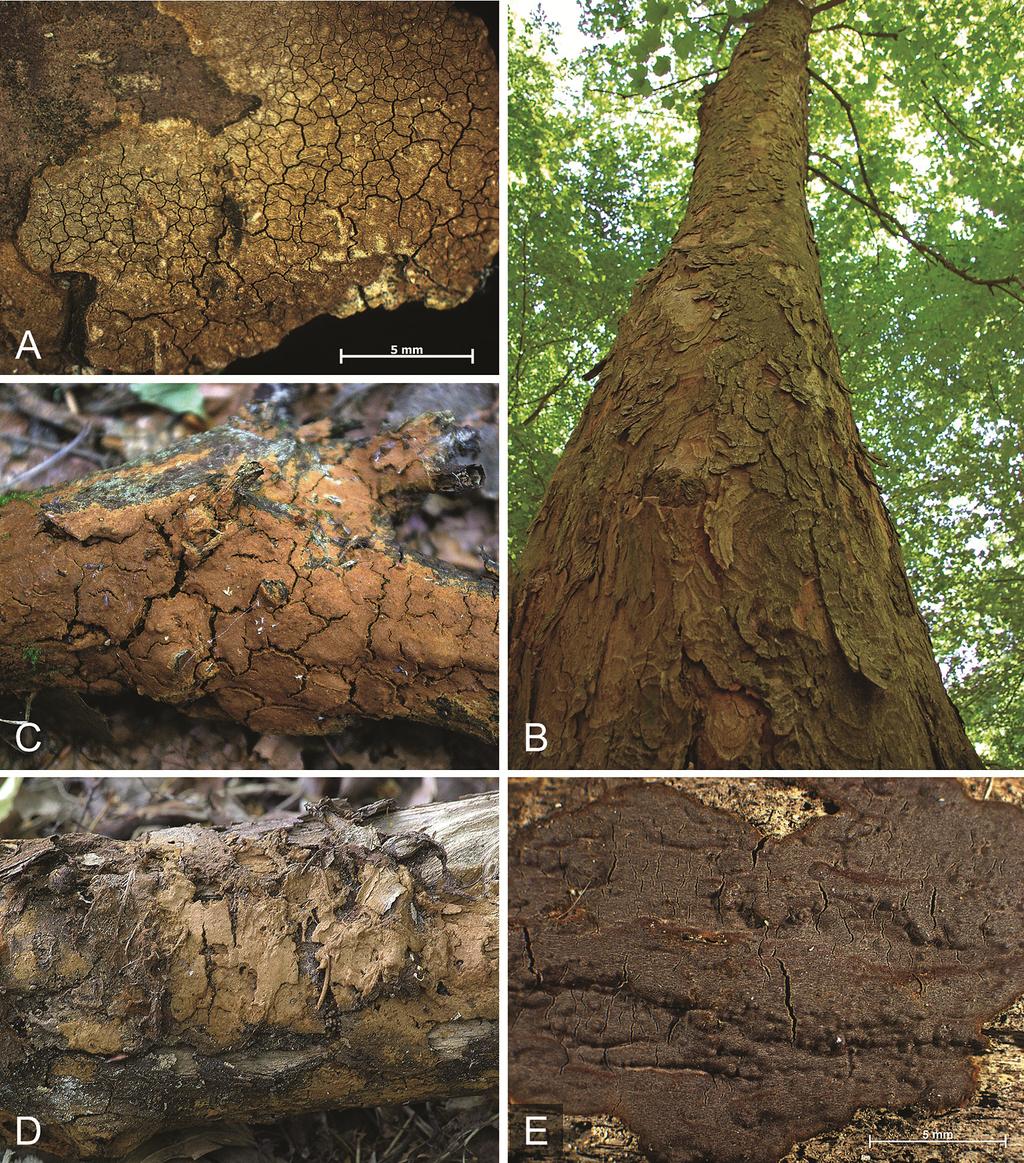 52 V. PAPP Fig. 2. A) Basidiocarp of H. carpatica (PV308), B) host (old Acer pseudoplatanus) of H. carpatica in Juhdöglő-völgy Forest Reserve, C) basidiocarp of H.