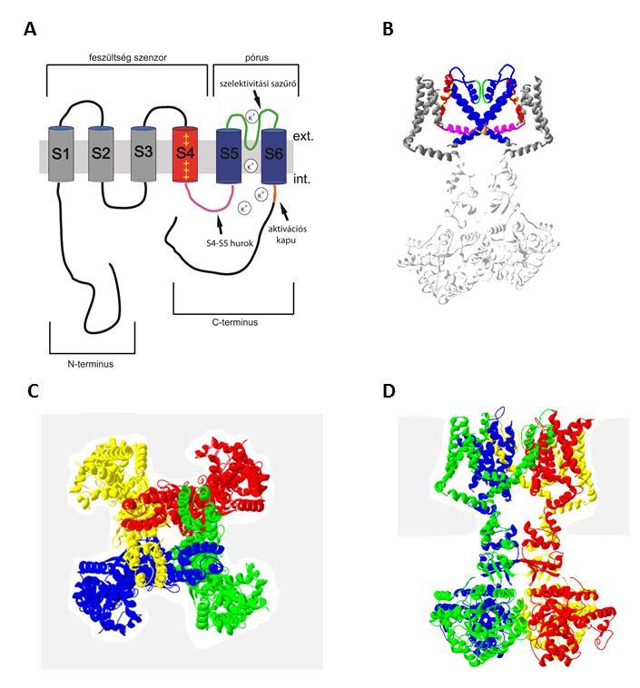 1. ábra A feszültségfüggő (Kv) ioncsatornák általános szerkezete. (A) A Kv1.3 ioncsatorna egy alegységének sematikus képe.