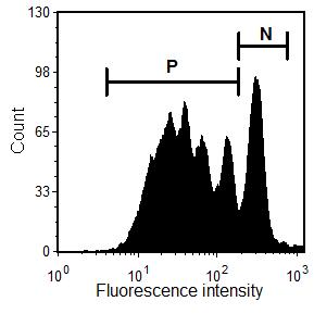 A B N N sejtszám O sejtszám O fluoreszcencia intenzitás C fluoreszcencia intenzitás 80 osztódási index (%) 40 0 kontroll ** SLOS 15. ábra SLOS-ban csökken a T-sejtek osztódási indexe.