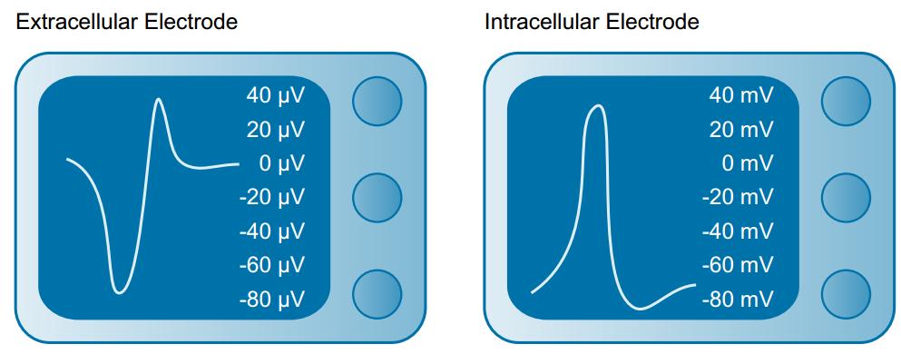 Extracelluláris módszerek, single- és multi-unit Single unit (egysejt-aktivitás mérés): Az extracelluláris térbe