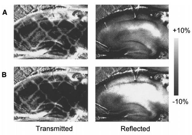 Belső optikai jelek Intrinsic optikai jelek: Fokozott ionáramlás esetén a sejtek víztartalma megváltozik, ami a neuronok duzzadásához vagy zsugorodásához vezet.