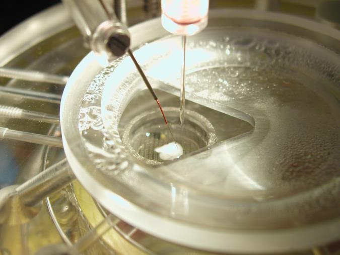 Inkubálókamra A fiziológiás körülmények biztosítása a cél (hőmérséklet, O 2 ellátás, szervetlen ionok, glükóz, ph) Inkubáló