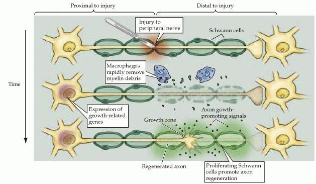 perifériás rostok: Regeneráció a PNS axonokban mielin-hüvely degradáció, de a neuronális alaphártya (laminin) sokáig megmarad makrofágok a sejtes