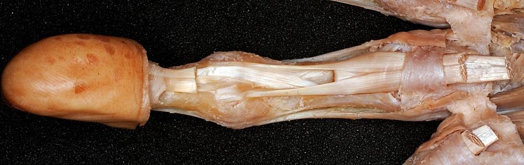 perforatus a m.