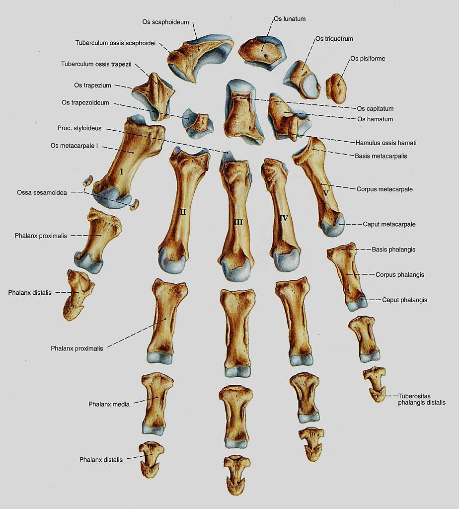 A csontok és a kezek ízületei, Funkcionális anatómia I.