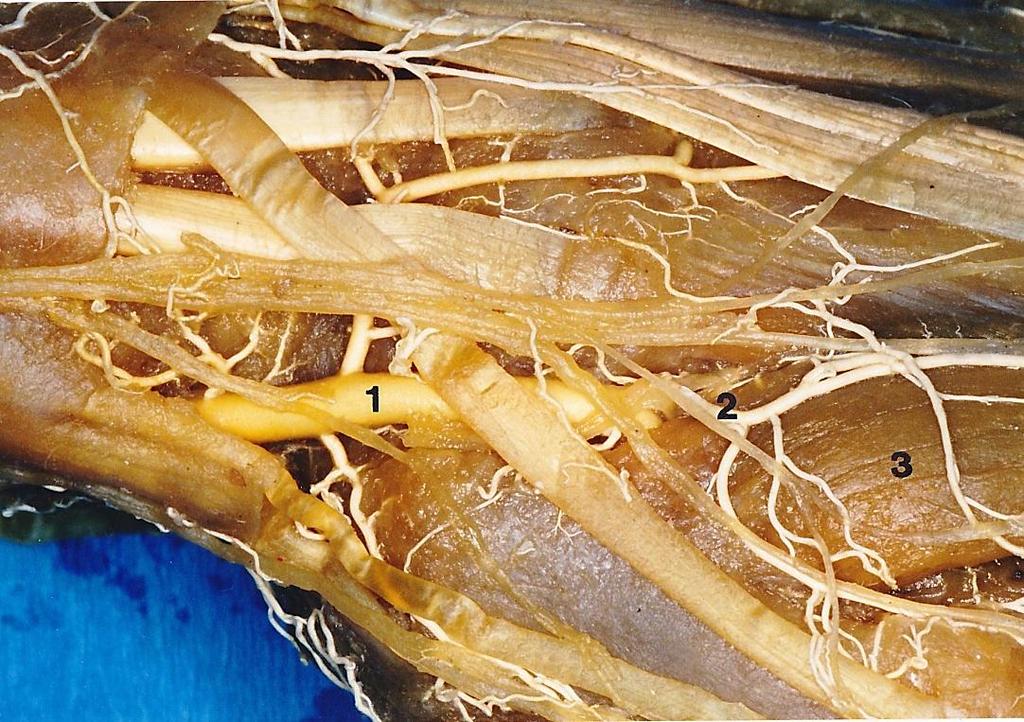 6 5 4 3 2 1 dorsalis ínrekeszek: 1. M. abductor pollicis longus és extensor pollicis brevis 2. M. extensor carpi radialis longus és brevis 3.